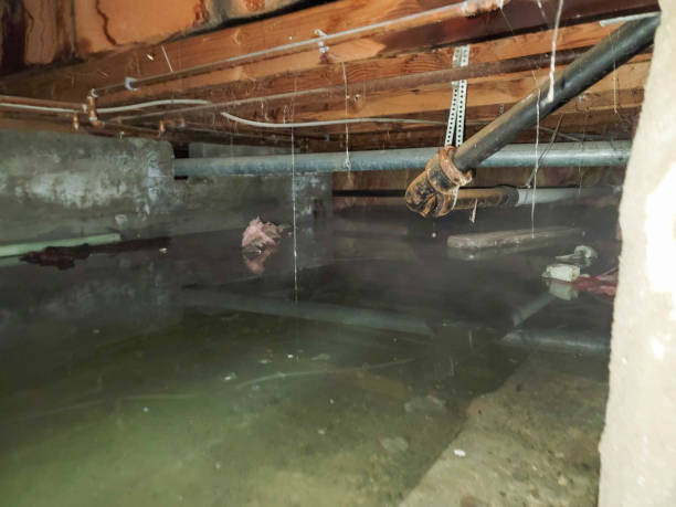 Best Basement water damage restoration  in Lake Crystal, MN